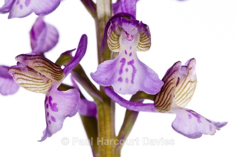  - WB: Orchids - Orchis