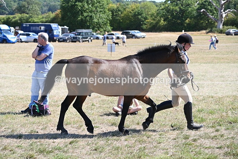 WJ6_8576 - Class 37b Best Loan Pony In-hand