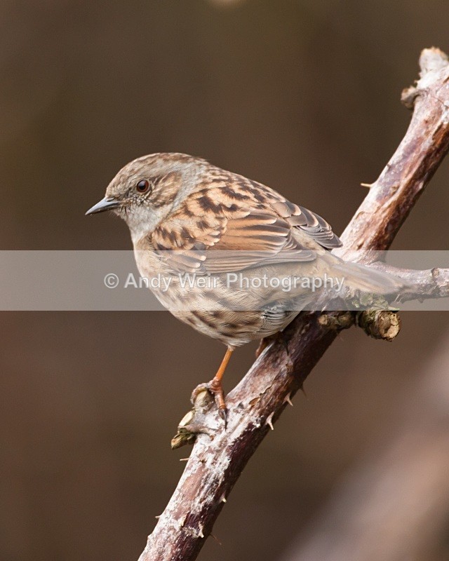 20110123-IMG_0433 - Dunnock (Hedge Sparrow)
