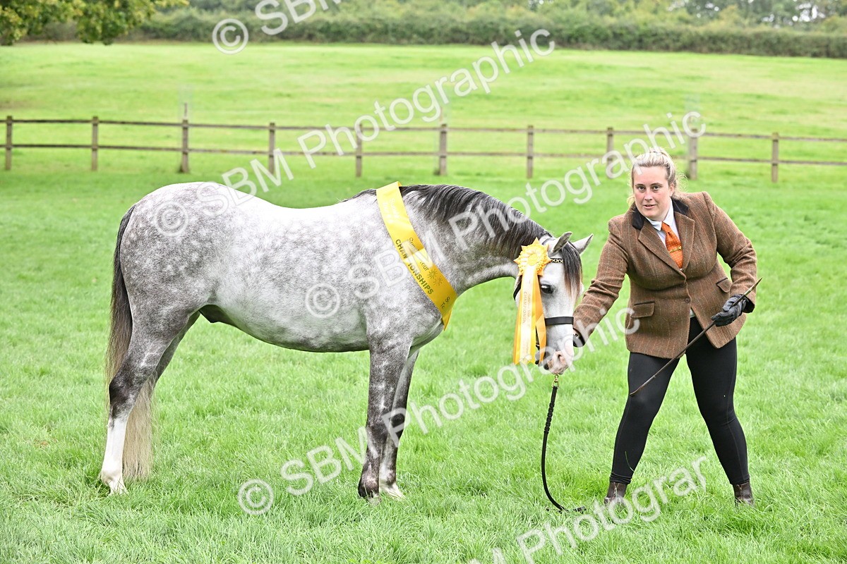 SBM_61038 - S48 - Mountain & Moorland In Hand Small Breeds
