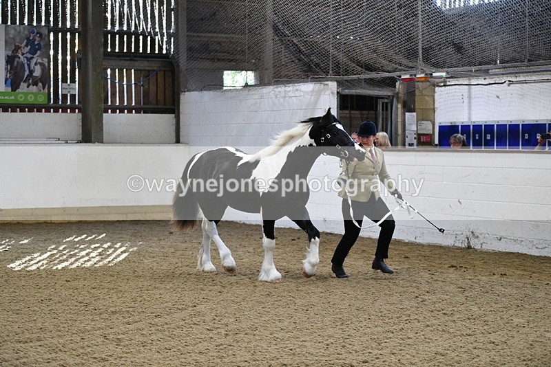 WJ5_3439 - Class 1 Youngstock