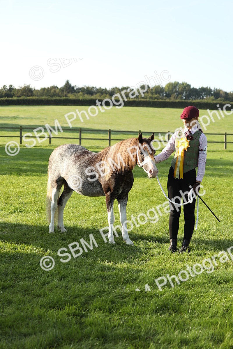 SBM_57990 - S42 - Youngstock