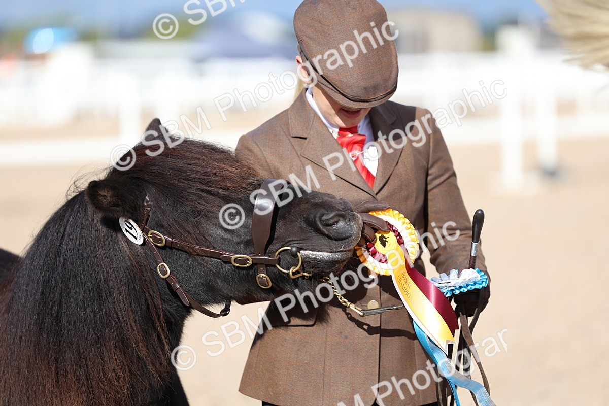 SBM_18784 - Class 317 - IH Pure Bred Horse-Pony
