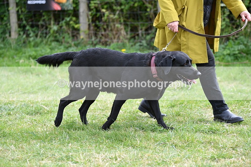 WJ5_9531 - Class 3 Most Handsome Dog