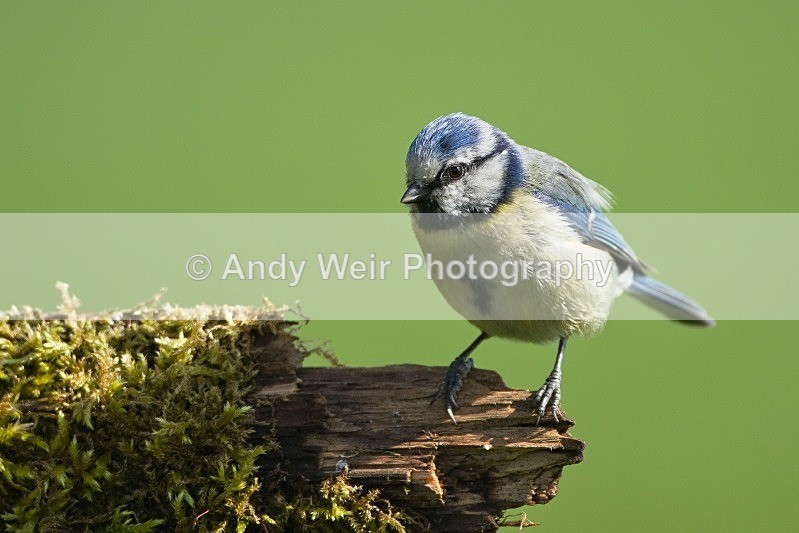 20120508-_MG_9811 - Blue Tit