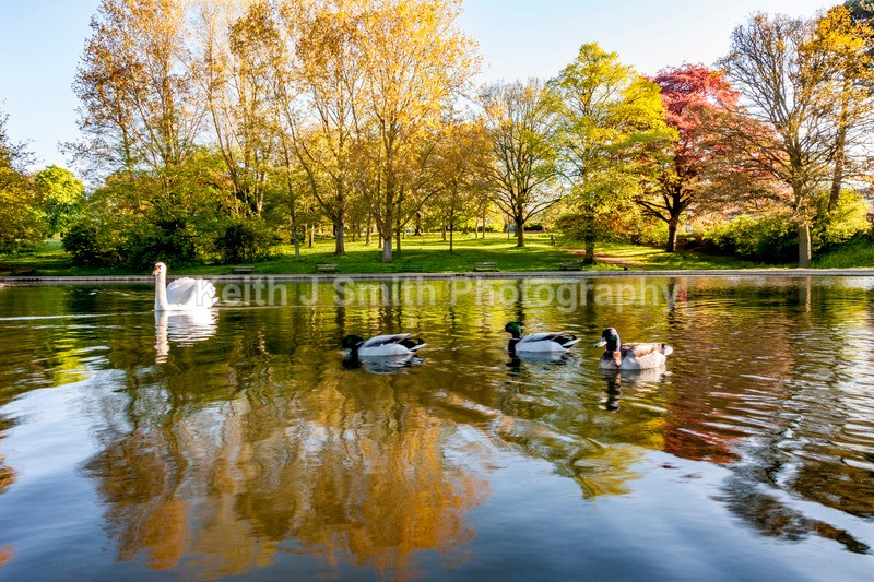 8SKJ6842 - Trees in Abington Park