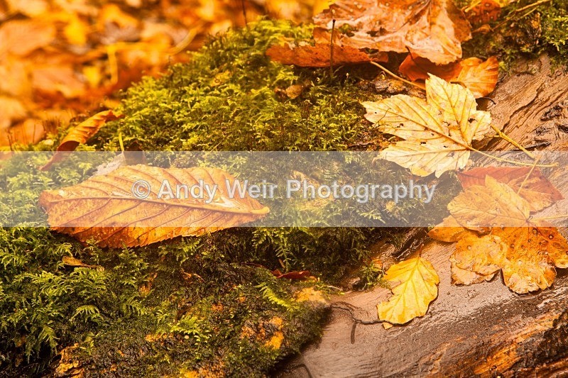 20121028-_MG_0688 - Miscellaneous Photographs