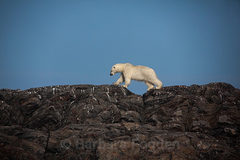 Polar bear 7796 - Trip with MS Expedition August 2016