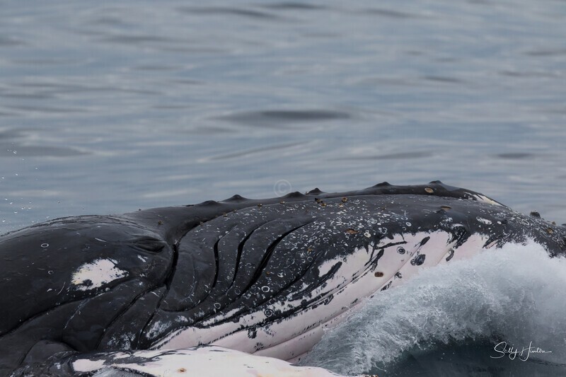 0A3A702. Nose only 4 - 2023 Whale Photos