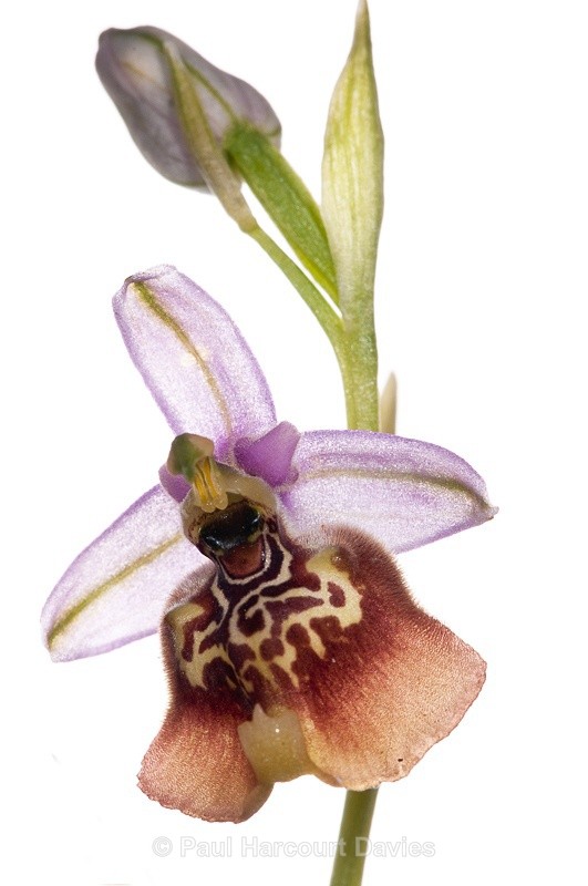  - WB: Orchids - Ophrys