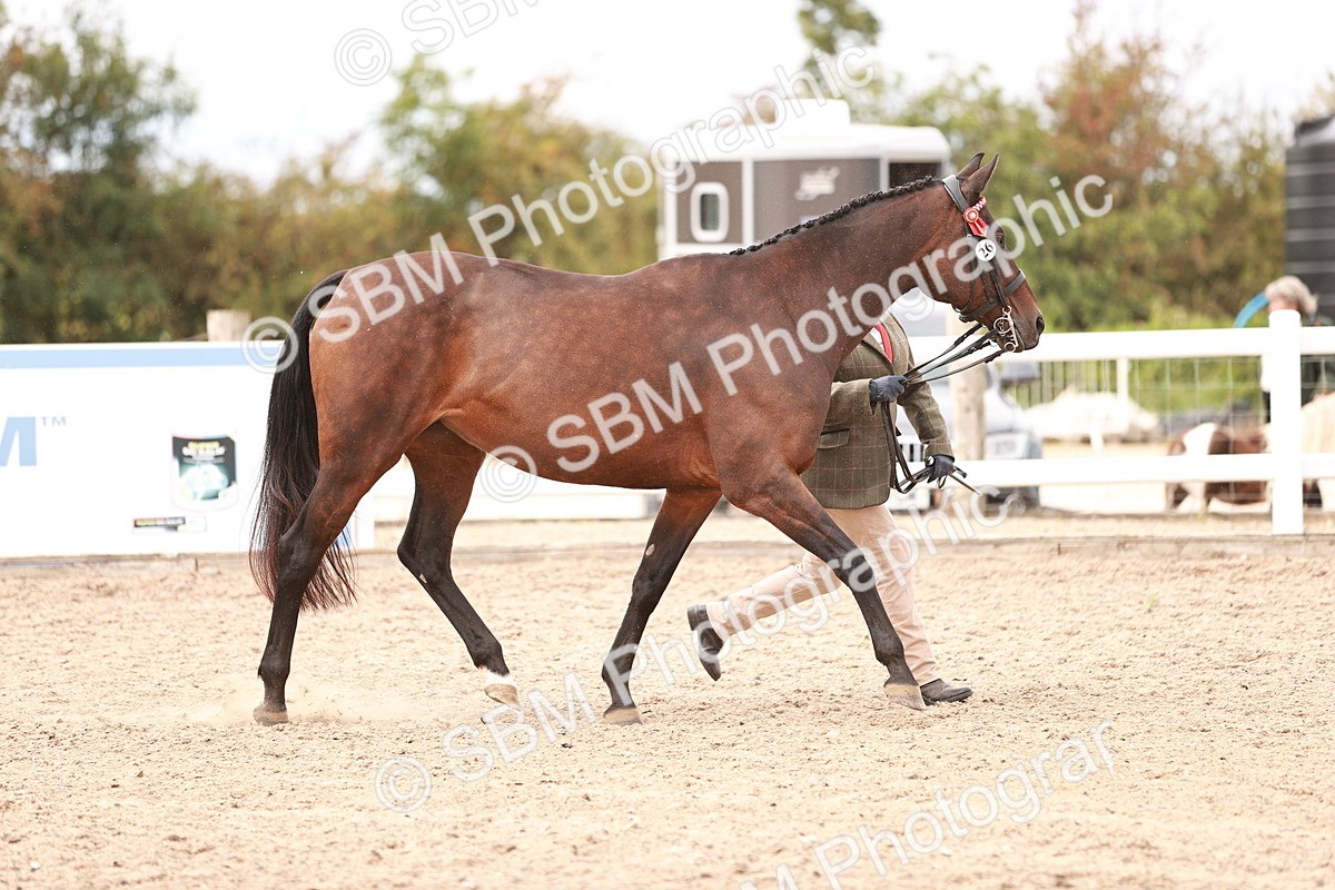 SBM_16276 - Class 413 - Best Condition - Adult