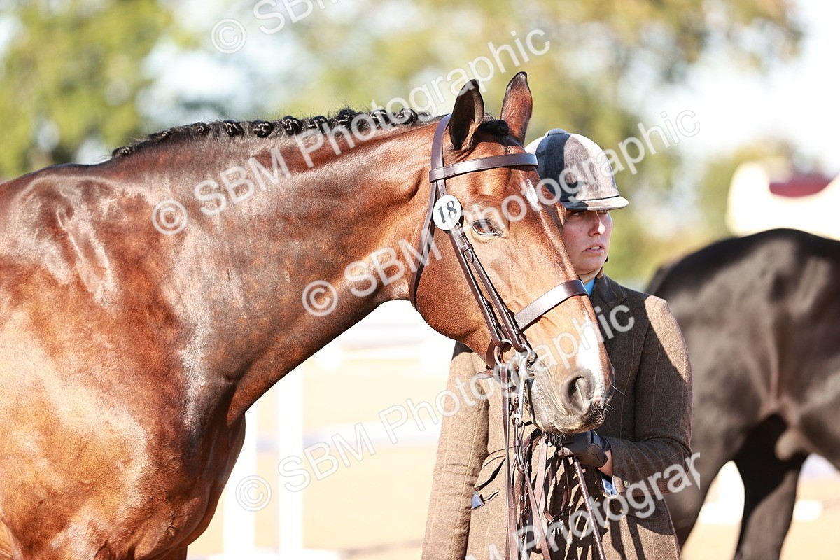SBM_11211 - Class 401 - IH  Veteran horse