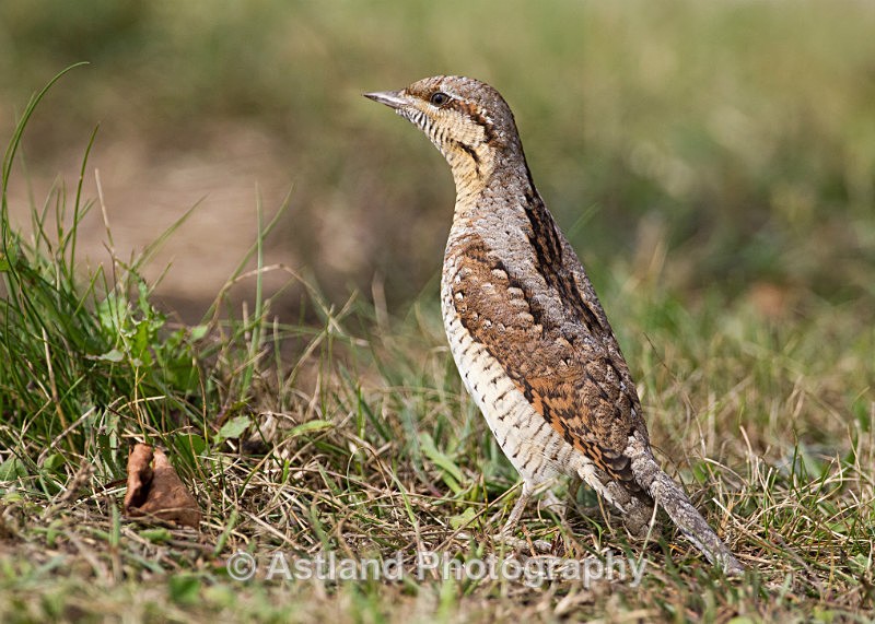 Astland Photography, Bird and Wildlife Images, Susan and Peter Wilson, U.K.