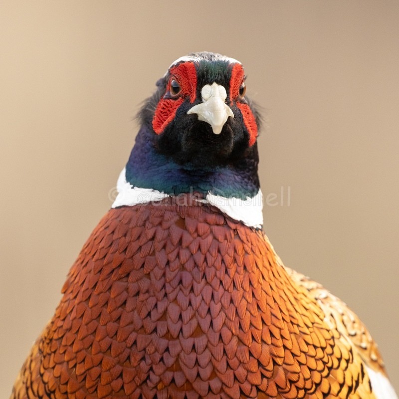 Phil SD2547 - Greeting Cards