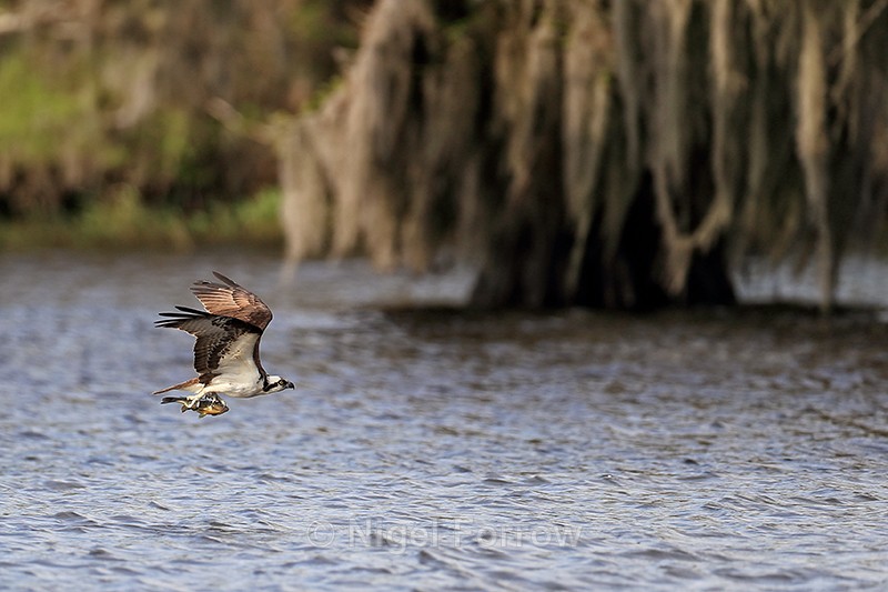 Osprey flying low with fish, Blue Cypress Lake, Florida - Osprey