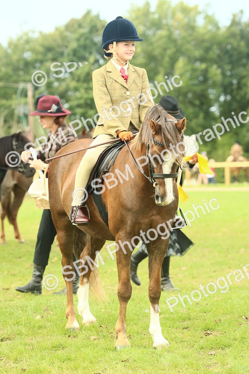 SBM_70004 - S59 - Mountain & Moorland Ridden Small Breeds