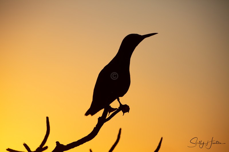 Noddy at Sunset