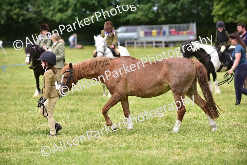 20260614-3678 - Class 15 - Prettiest Mare