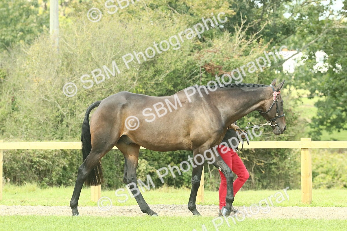 SBM_66404 - S34 - Rehabilitated Rescue Horse & Pony In Hand & Ridden