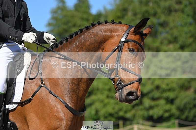 230526-161540-07314 - 255-HI_MR_HENRY-Henry_Hobby-WEDTrotUp+DR