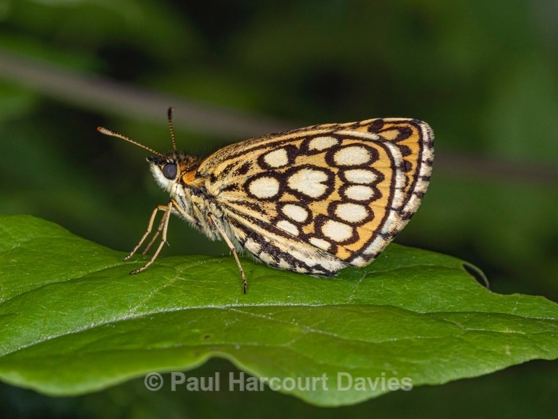 Large chequered skipper (Heteropterus morpheus) - Insects, Spiders and other Animals