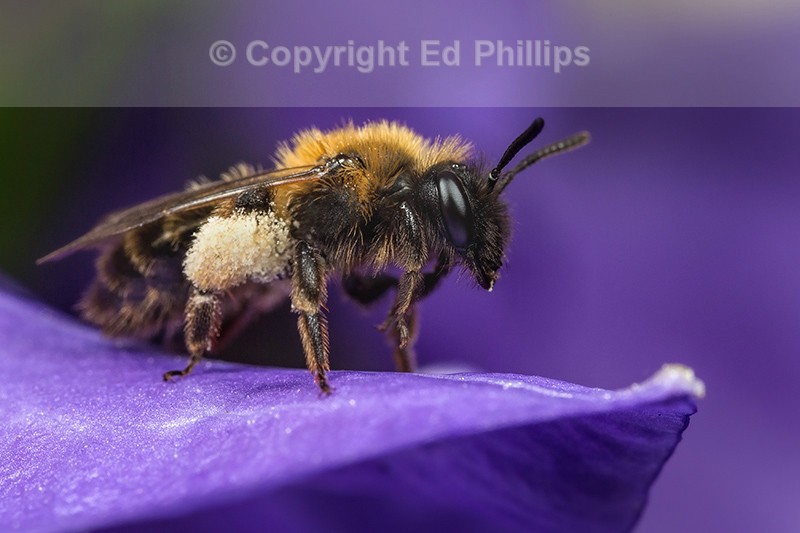 Andrena bicolor (f)
