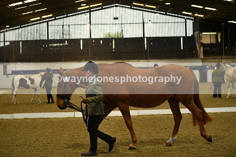 WJ5_3612 - Class 5 In Hand Veterans