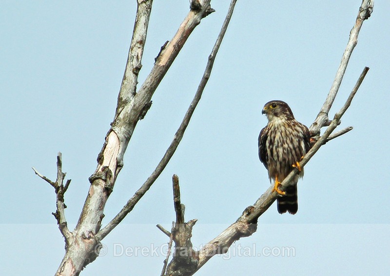 Falco columbarius - Birds of Atlantic Canada