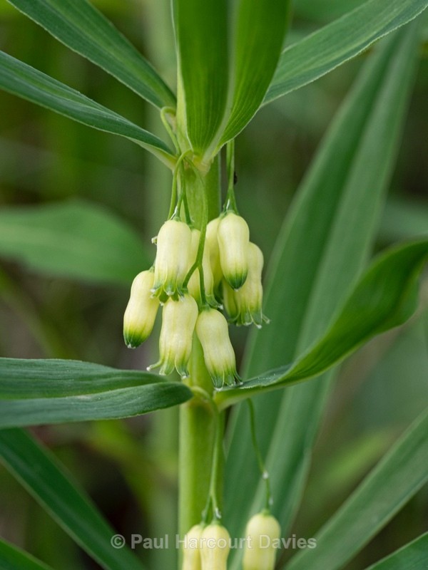 Whorled Solomon's seal (Polygonum verticillatum) - Wild Flowers