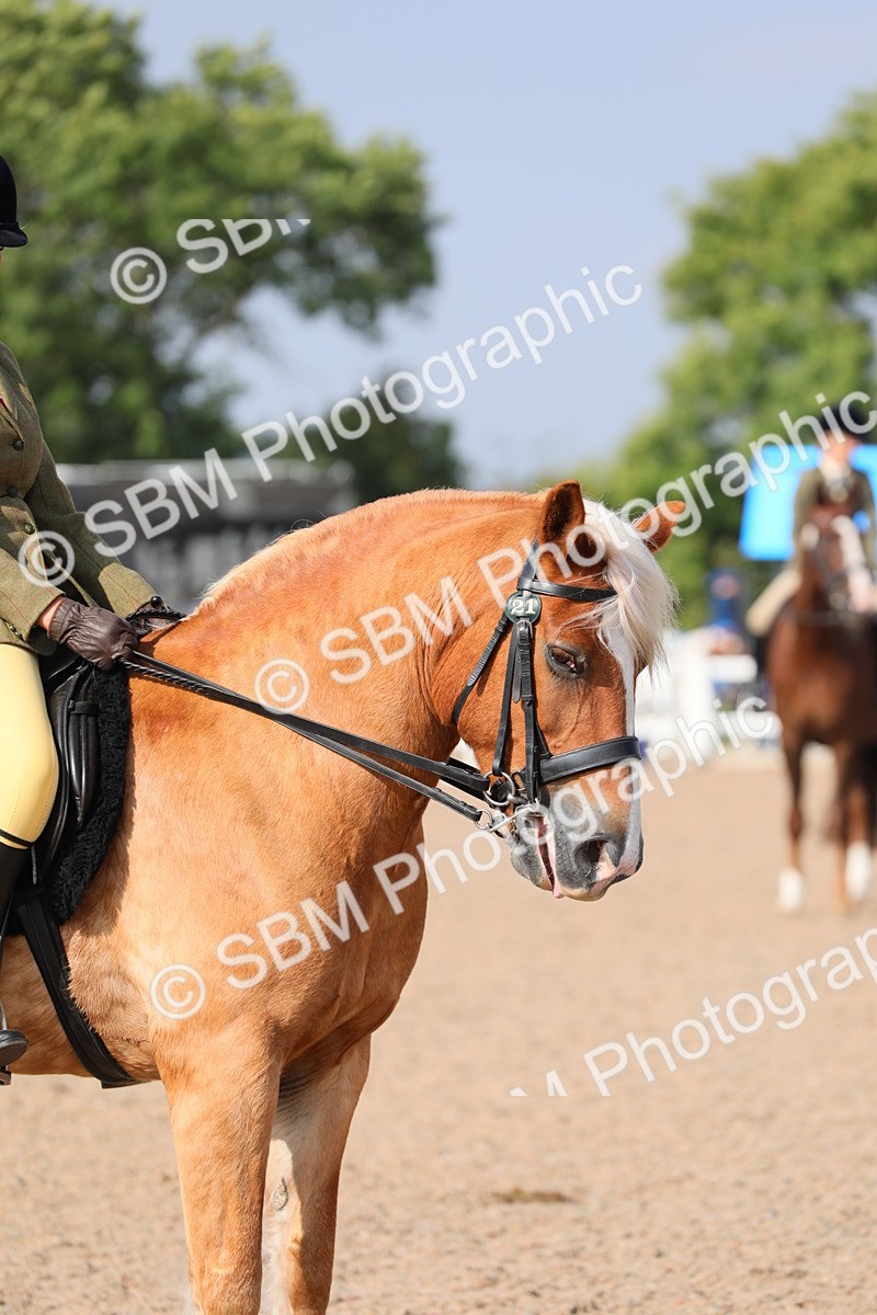 SBM_11405 - Class 305 Ridden Foreign Breeds- Pure Bred