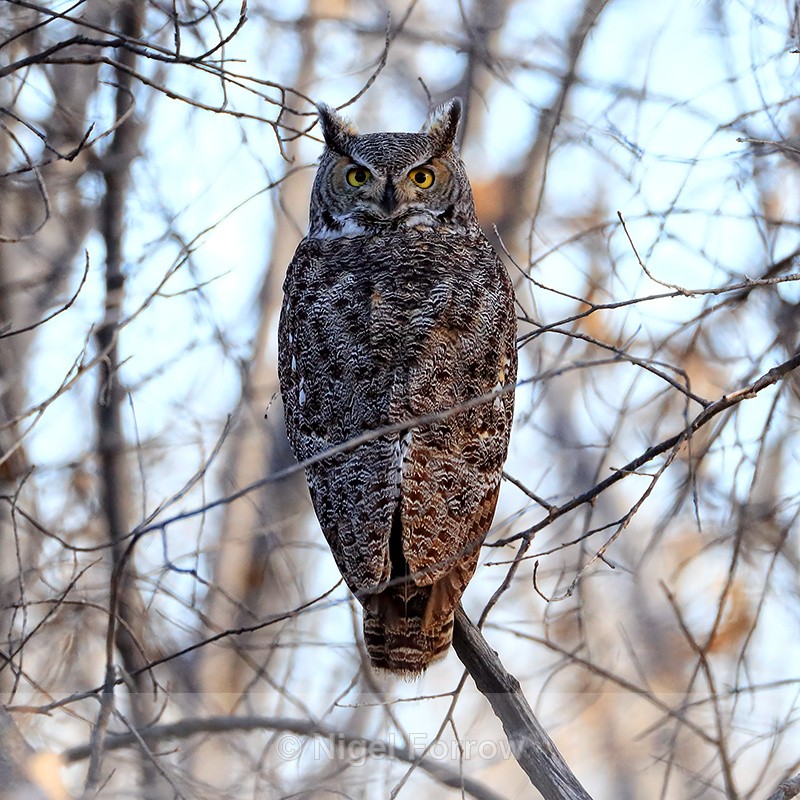 Great Horned Owl, Bosque del Apache, New Mexico - Great Horned Owl
