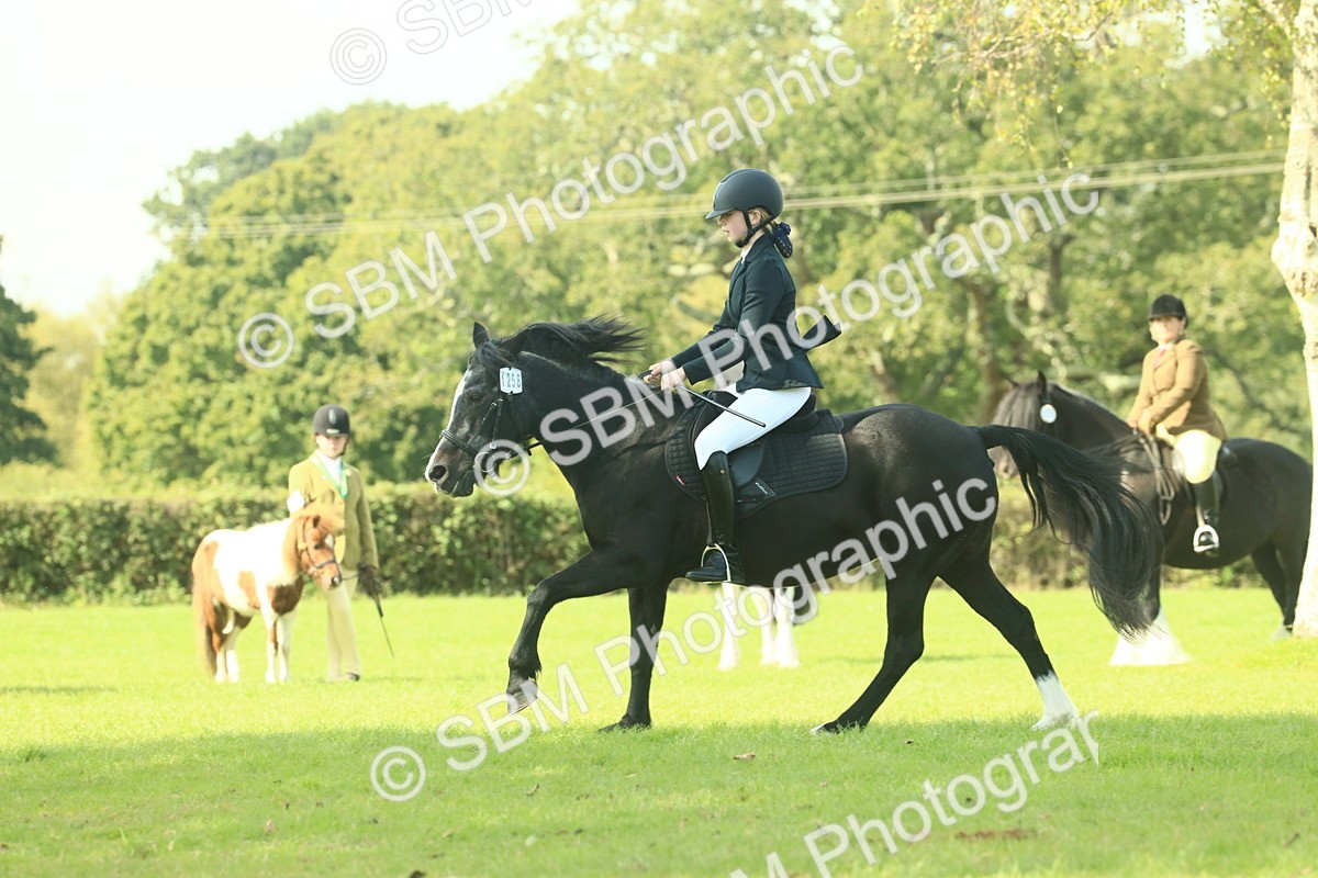 SBM_66544 - S34 - Rehabilitated Rescue Horse & Pony In Hand & Ridden