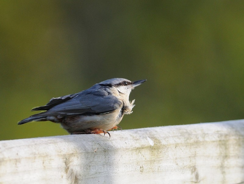 2013-05-31-19-06-05 NIKON D300 420mm f5 1-1250 iso400_245 - Birds