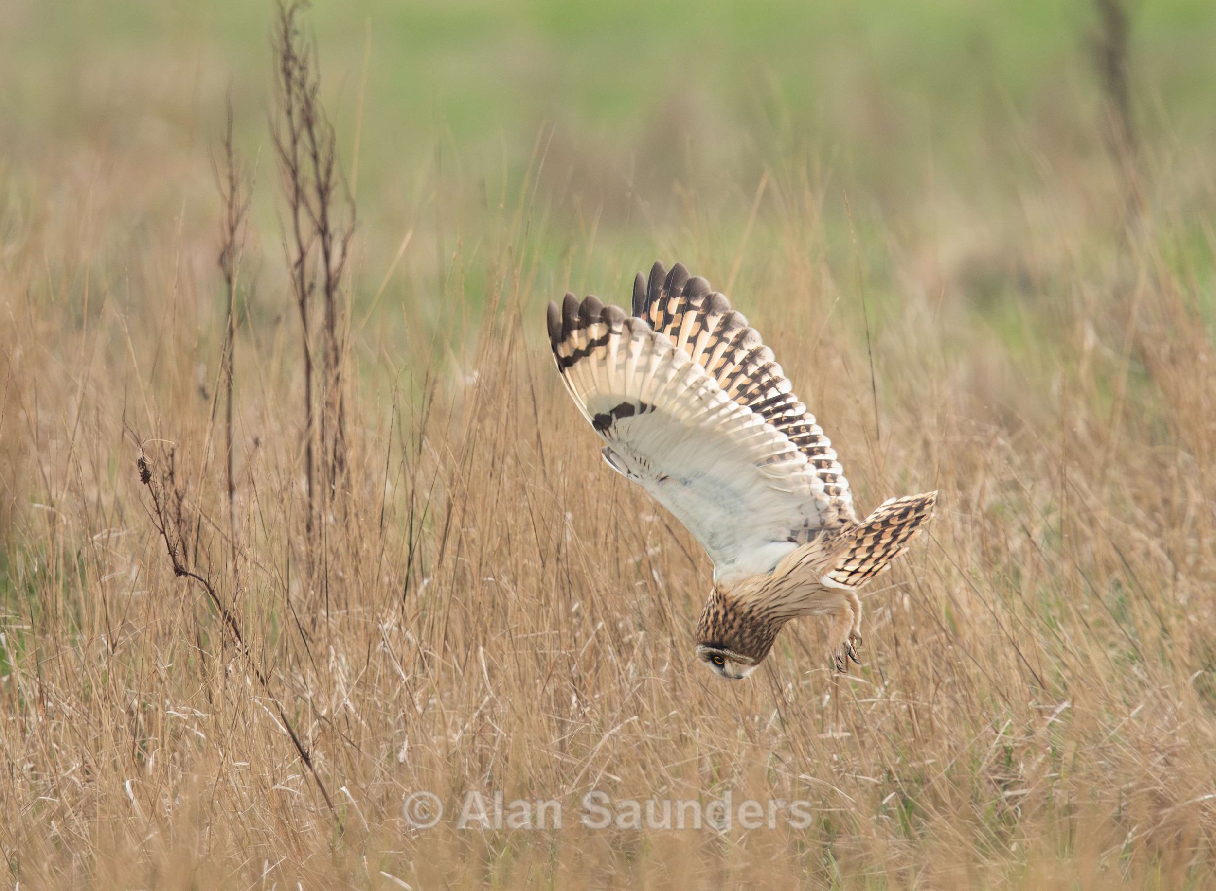 Short Eared Owl
