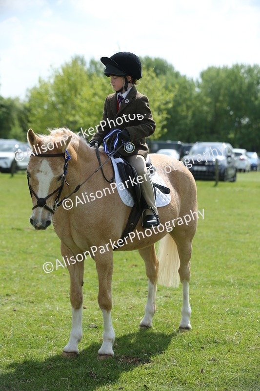 20250427-3444 - Class 8 - Handsomest Gelding