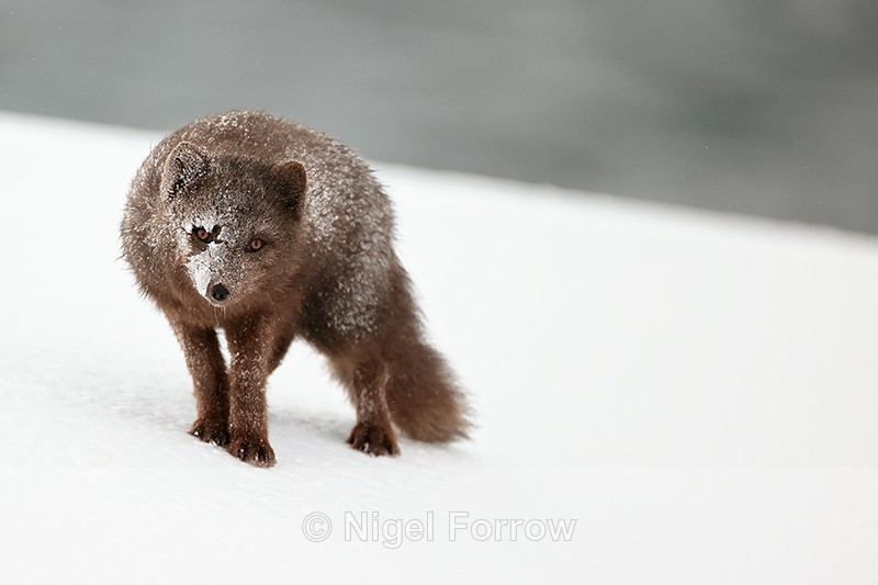 Arctic Fox eye contact, Hornstrandir, Iceland - Arctic Fox