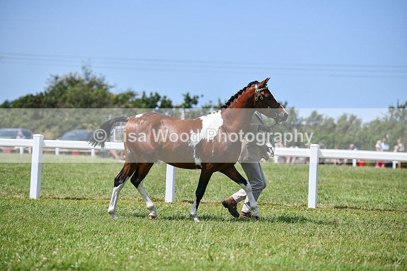 DSC_7309 - Class 62: Coloured Pony Youngstock