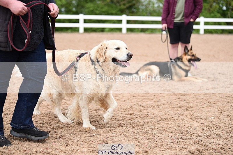 240518A-120656-01093 - Cls 3 Handsomest Dog