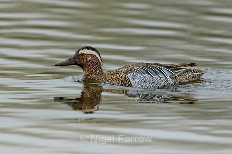 Garganey (male) side-on, Stratfield Brake, Oxfordshire - Garganey