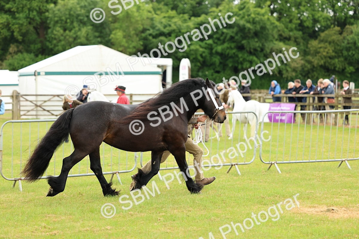 SBM_00485 - Class 58-67 - M&M Non Welsh Pony In hand
