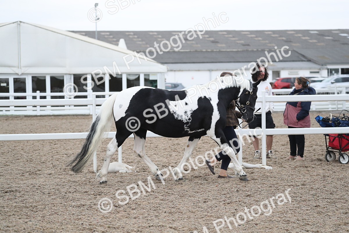 SBM_18331 - Class 318 IH Part bred Horse/Pony
