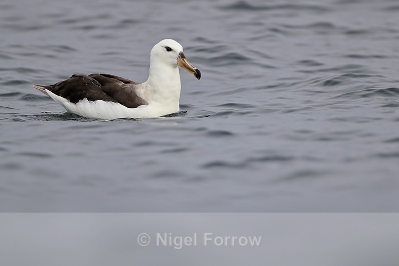 Black-browed Albatross (immature), Chile - Black-browed Albatross