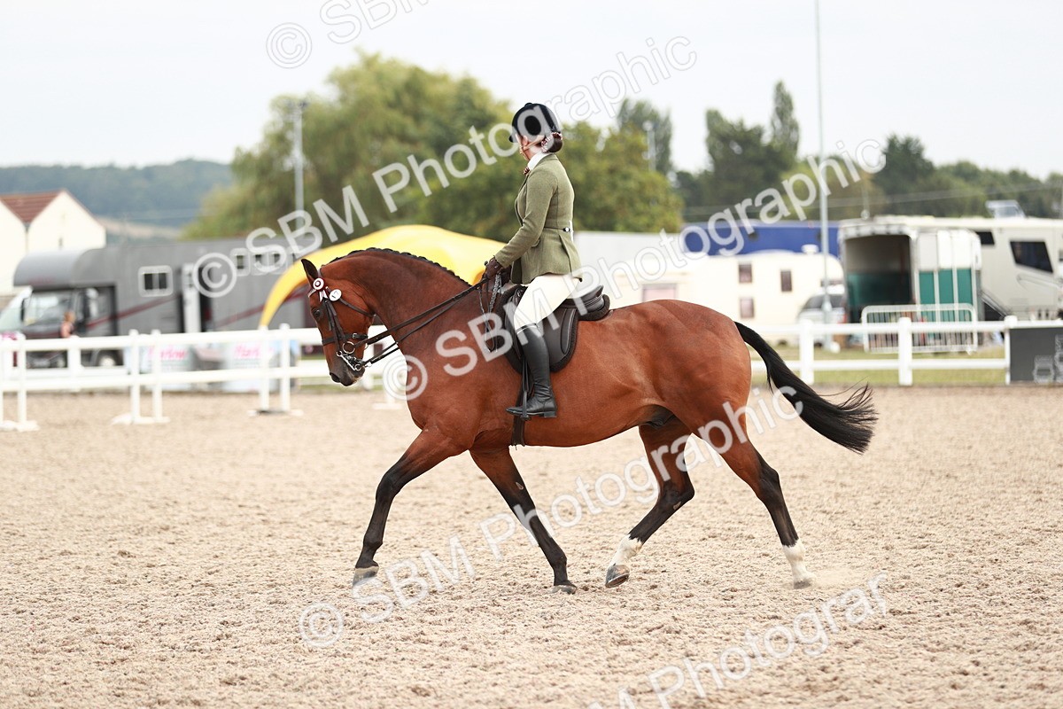 SBM_17613 - Class 215 Ridden Hack/ Riding Horse