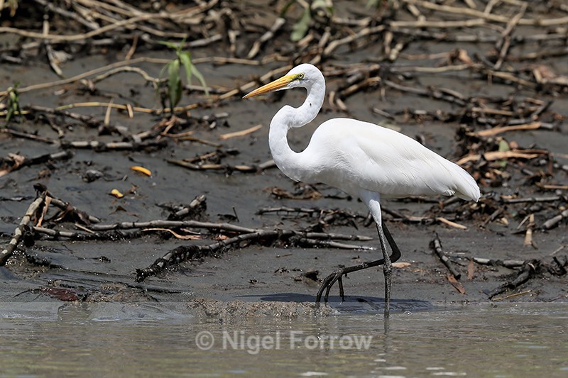 Great Egret along Sierpe River, Costa Rica - Great Egret