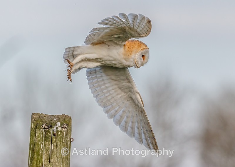 Astland Photography, Bird and Wildlife Images, Susan and Peter Wilson, U.K.