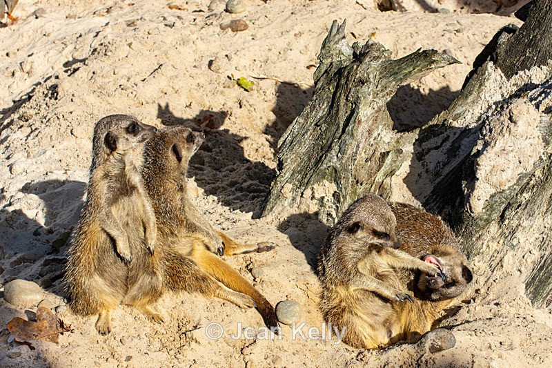 Meerkats - DSC_0786 - Meerkats