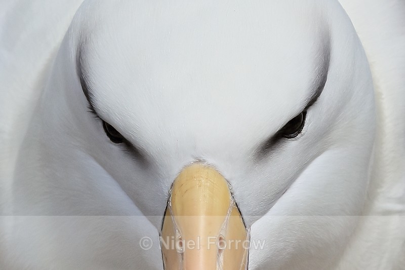 Black-browed Albatross, front close-up, West Point Island, Falklands - Black-browed Albatross