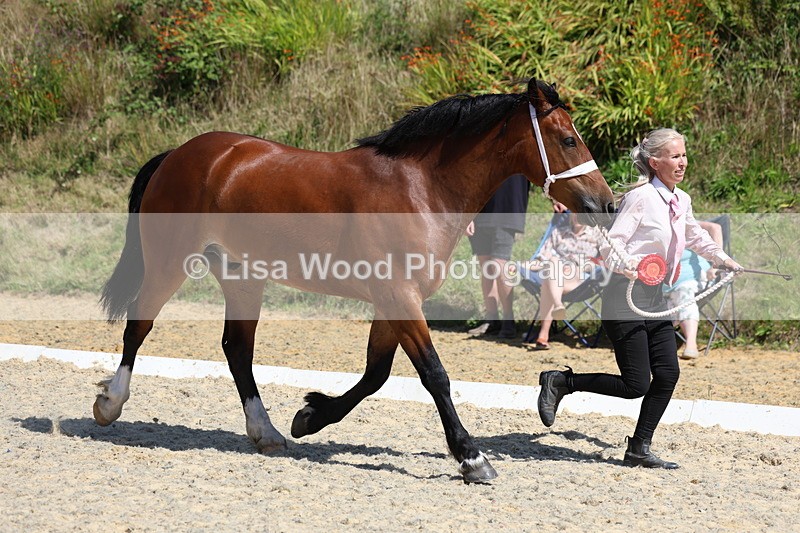 3E7A9828 - In Hand Championship