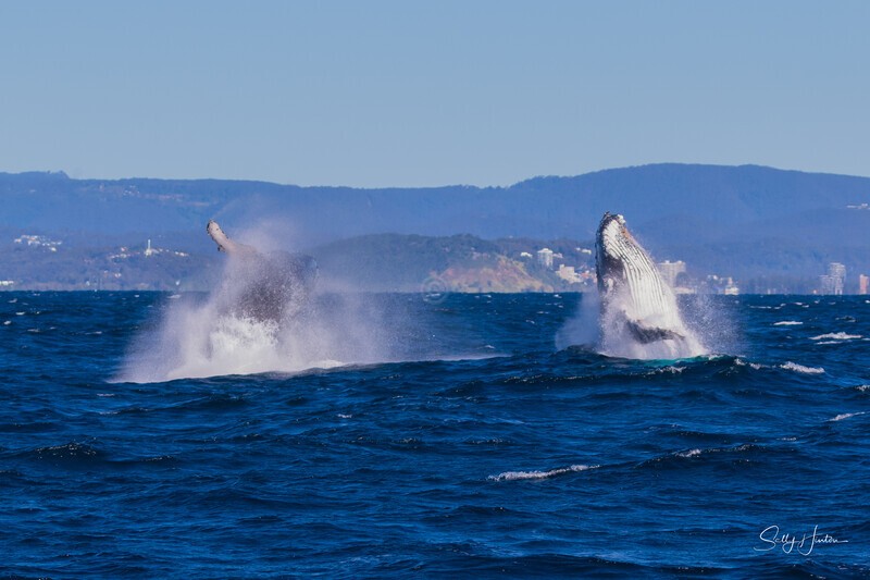 Double Breach Windy. 0A3A1739 - 2025 Whales