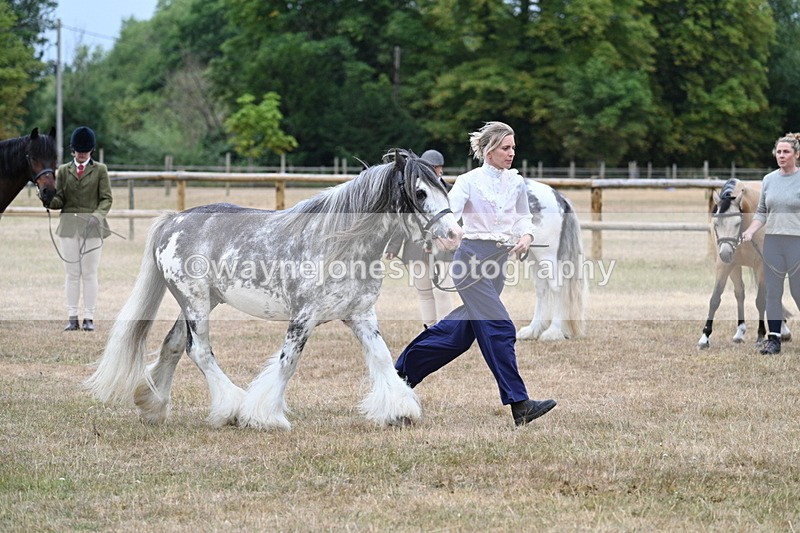 WJ7_9634 - Class 5 Most Handsome Gelding (up to 14.2hh)